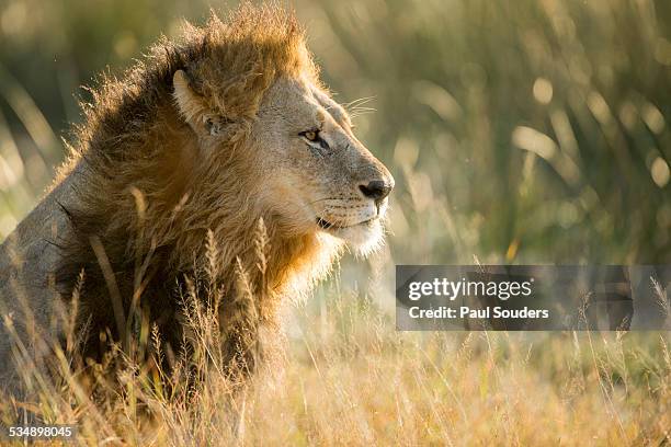 male lion at sunrise in okavango delta, botswana - moremi wildlife reserve - fotografias e filmes do acervo