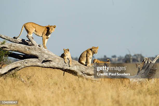 lioness and cubs standing on dead tree, botswana - acacia tree stockfoto's en -beelden