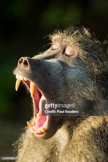 chacma baboon fangs, chobe national park, botswana - male baboon stock pictures, royalty-free photos & images