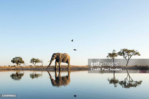 african elephant at water hole, botswana - fauna silvestre fotografías e imágenes de stock