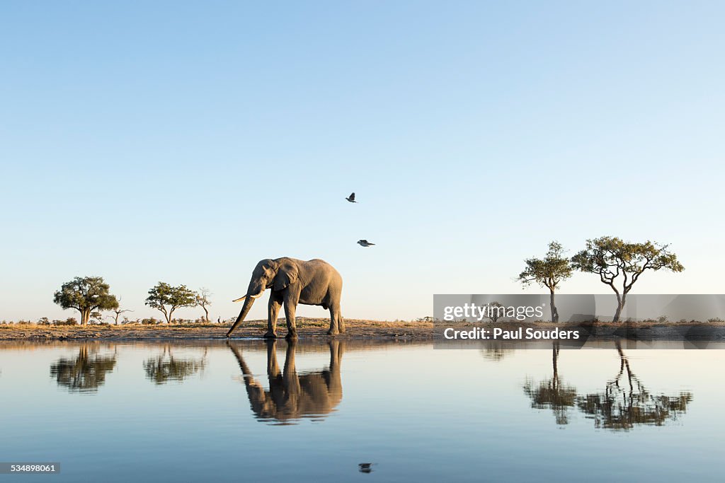 African Elephant at Water Hole, Botswana