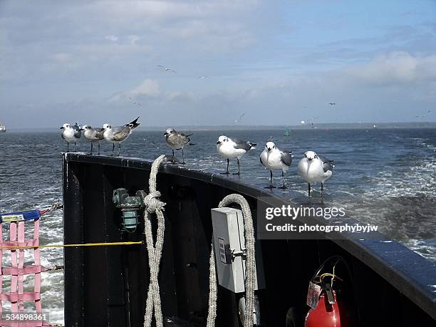 sea birds hitching a ride - southport north carolina stockfoto's en -beelden