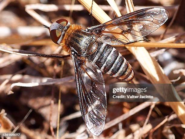 bee fly (heteralonia rivularis) - rivularis stock pictures, royalty-free photos & images
