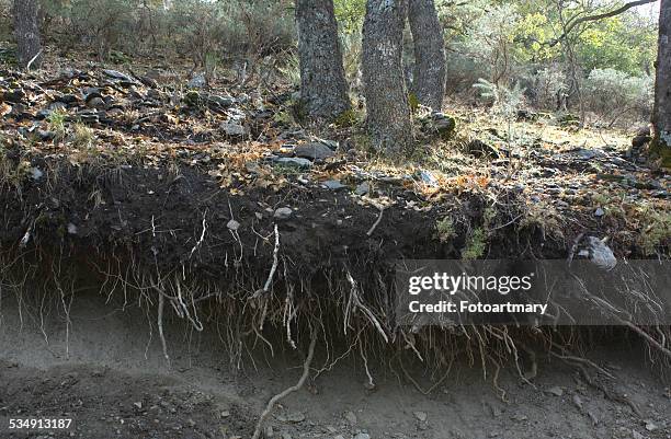 Nevada Roots Lugros Granada Photos and Premium High Res Pictures - Getty Images