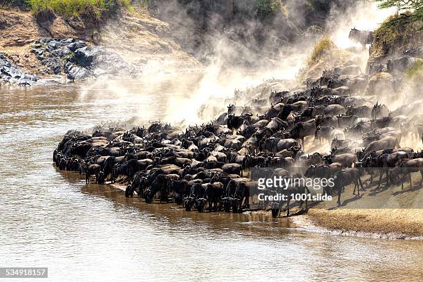 great wildebeest migration in kenya - animal migration stock pictures, royalty-free photos & images