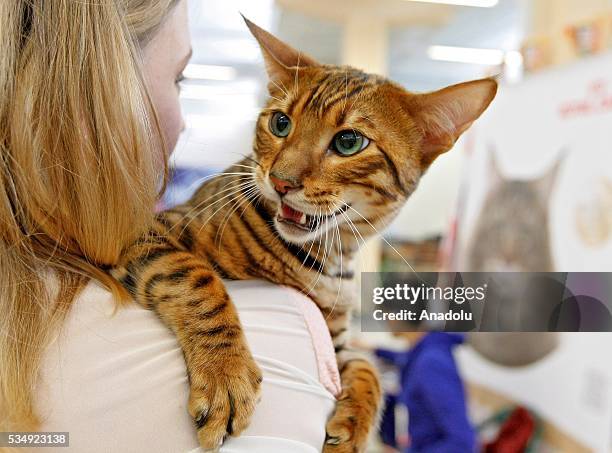 Cat of dwarf tiger cat breed called "Toyger" is seen during a costume contest organized within the Cat Show "Royal Feline" in Kiev, Ukraine May 28,...