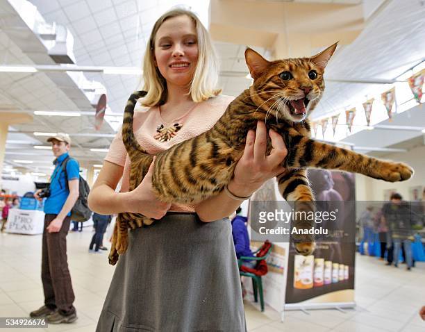 Cat of dwarf tiger cat breed called "Toyger" is seen during a costume contest organized within the Cat Show "Royal Feline" in Kiev, Ukraine May 28,...