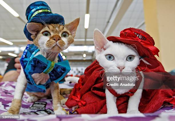 Cats in costumes is seen during a costume contest organized within the Cat Show "Royal Feline" in Kiev, Ukraine May 28, 2016. The exhibition presents...