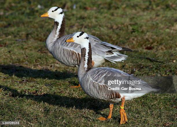 bar-headed geese - anser indicus stock pictures, royalty-free photos & images