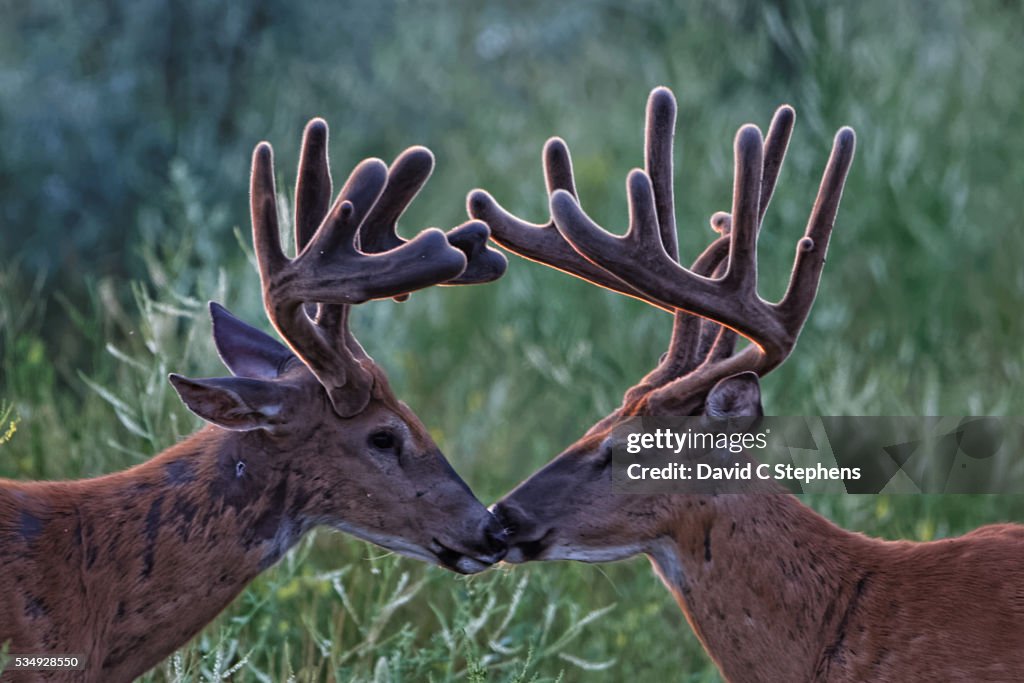 Bucks In Velvet Kiss