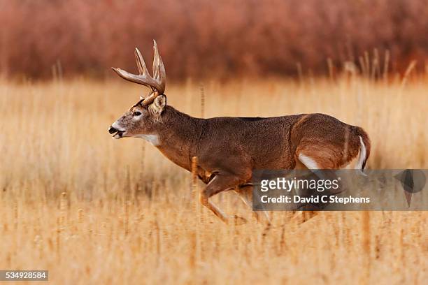sturdy buck runs after doe through tall grass - white tailed deer stock-fotos und bilder