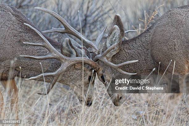two bucks lock anlters - rutting stock pictures, royalty-free photos & images