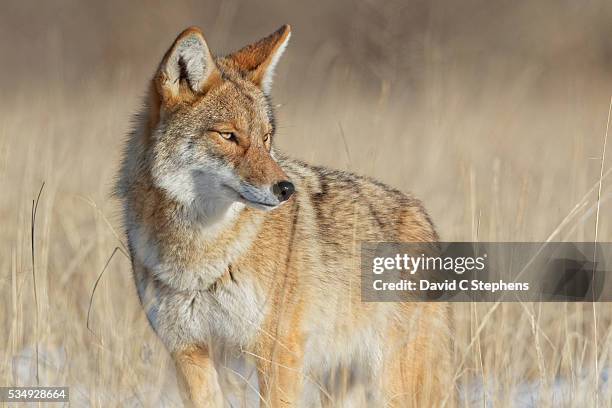 alert coyote survey surroundings in beautiful light - coyote photos et images de collection