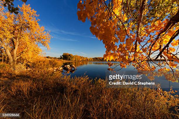 golden fall leaves - aurora colorado stock pictures, royalty-free photos & images