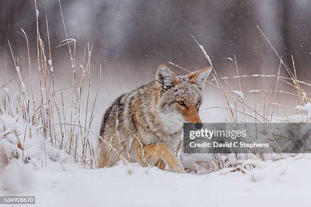 69 Slinking Stock Photos, High-Res Pictures, and Images - Getty Images