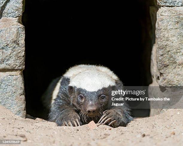 lying honey badger - honey badger stock pictures, royalty-free photos & images