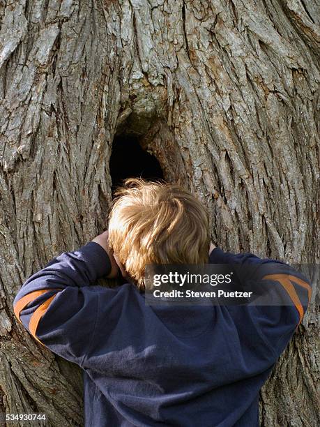 young boy looking into hole in tree trunk - aushöhlung stock-fotos und bilder