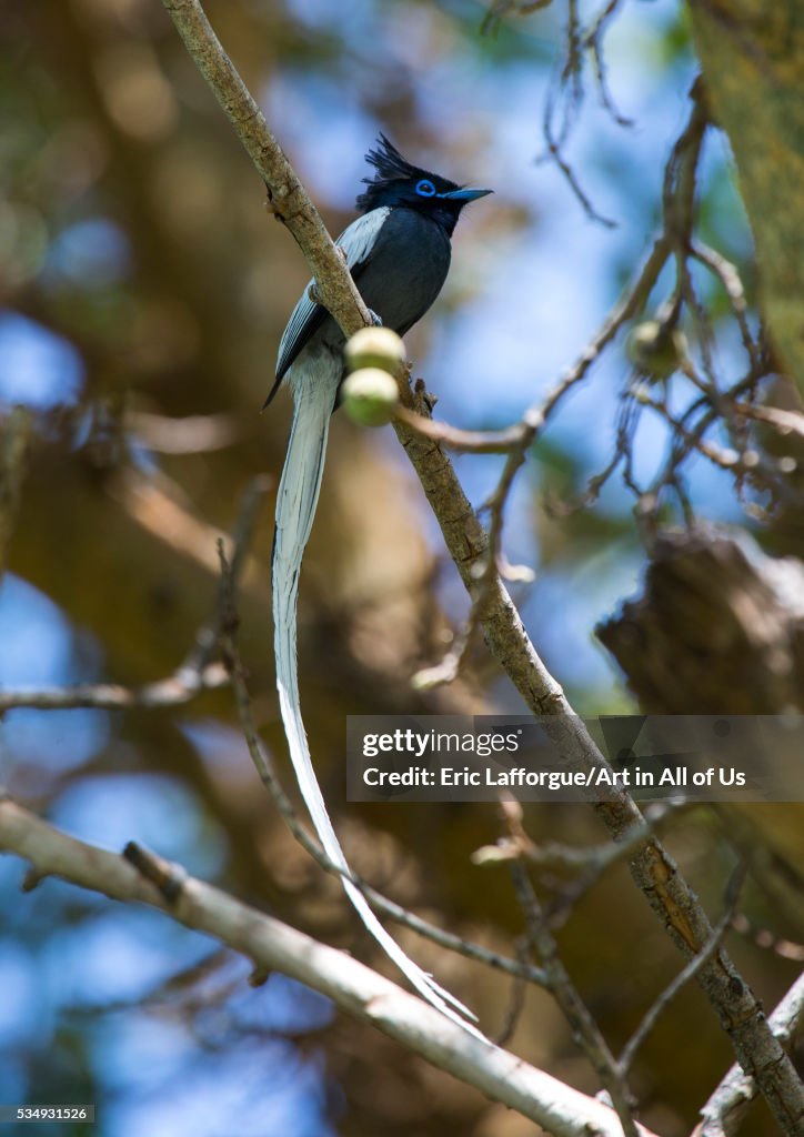 Kenya, Baringo County, Lake Baringo, paradise flycatcher