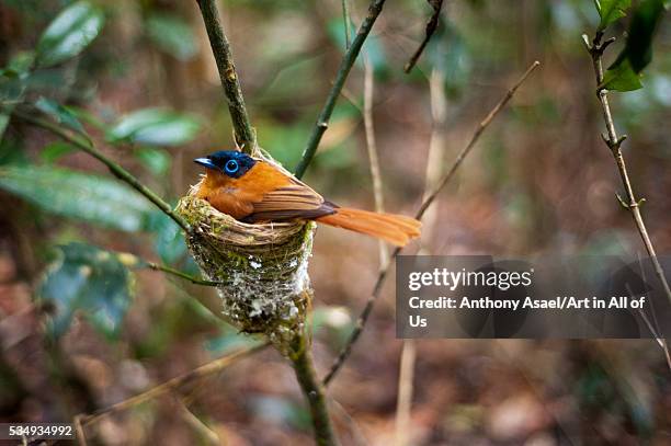 Madagascar, Andasibe, baby African Paradise- Flycatcher Adult male African Paradise Flycatcher is about 17cm long, but the very long tail streamers...