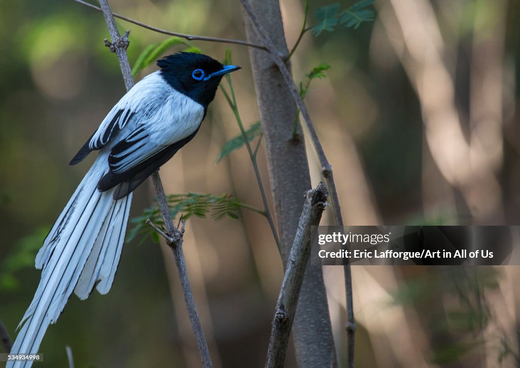 Kenya, Baringo County, Lake Baringo, paradise flycatcher