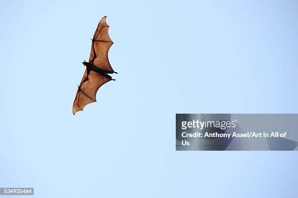 Sri-Lanka, Kandy, Indian flying fox in sky