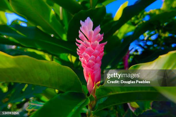 pink ginger - fiji flower stock pictures, royalty-free photos & images