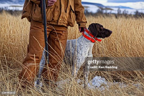 bird hunter with dog - apportierhund stock-fotos und bilder