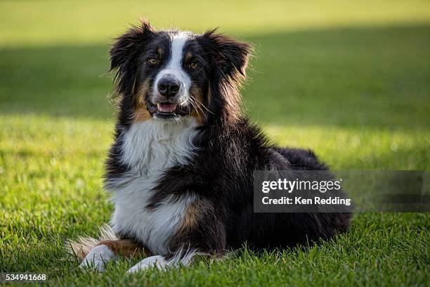 dog resting on lawn - australian shepherd photos et images de collection