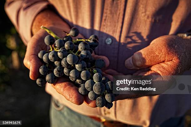 man's hands holding grape cluster - ワイン醸造業者 ストックフォトと画像