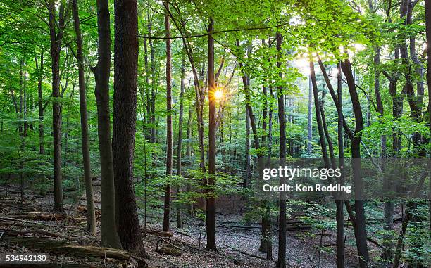 hardwood forest at sunset - ohio stock pictures, royalty-free photos & images