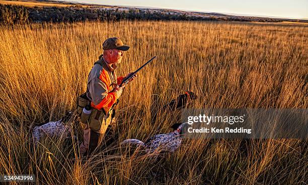 pheasant hunter - pheasant hunting stock pictures, royalty-free photos & images