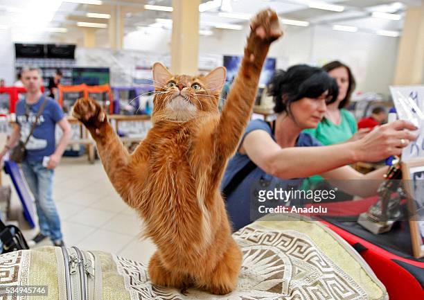 Cat of Somali cat breed is seen during the Cat Show "Royal Feline" in Kiev, Ukraine May 28, 2016. The exhibition presents rare breed cats like dwarf...