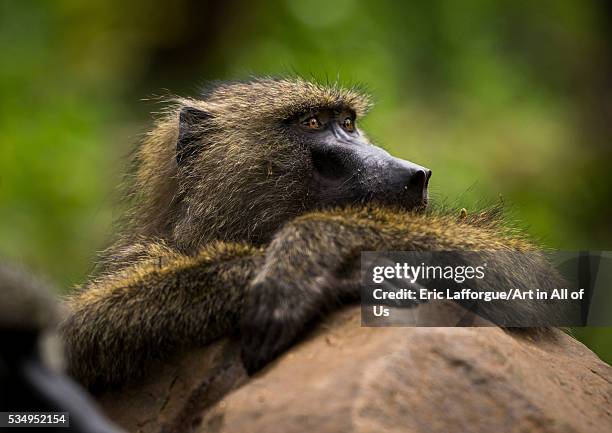 Tanzania, Park Manyara, Arusha, olive baboon with crossed hands