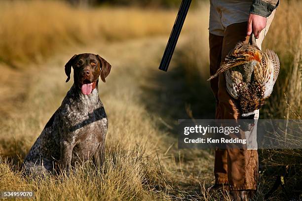 hunter with german shorthaired pointer - perro de caza fotografías e imágenes de stock