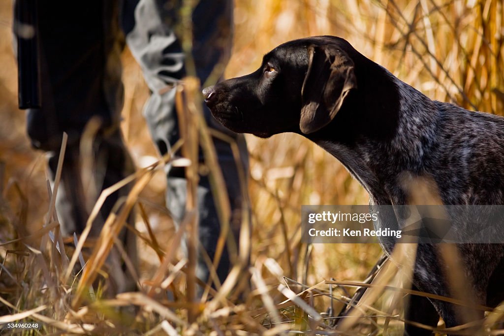 Hunter with German Shorthaired Pointer