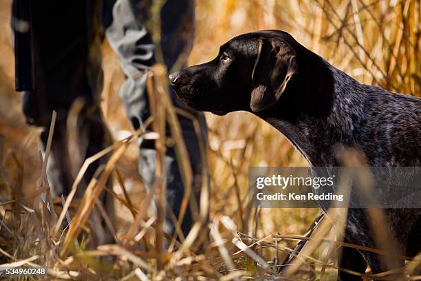 hunter with german shorthaired pointer - hunting dog stock pictures, royalty-free photos & images