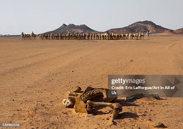 Sudan, Northern Province, Dongola, dead camel in front of a herd going to egypt