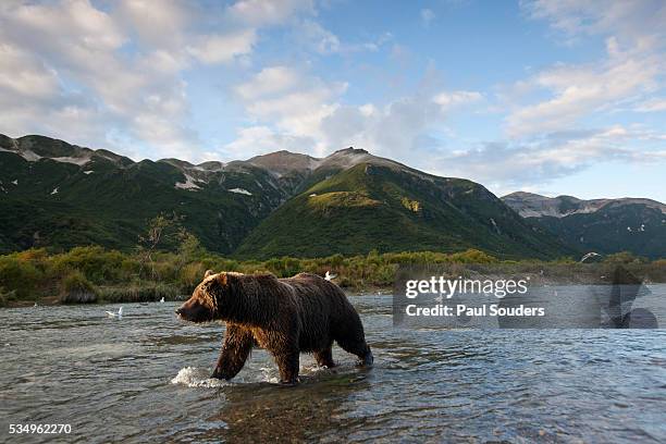 brown bear, katmai national park, alaska - blue bear stock-fotos und bilder