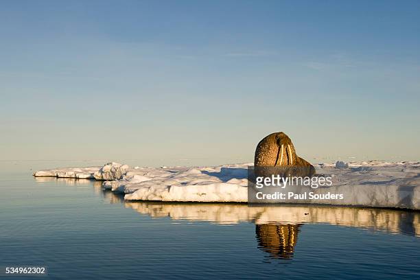 walrus on iceberg near kapp lee in midnight sun - spitsbergen stockfoto's en -beelden