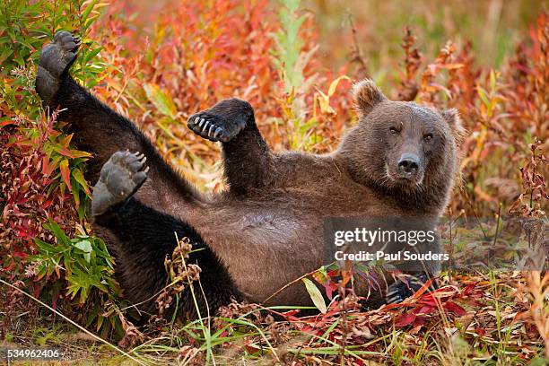 brown bear, katmai national park, alaska - funny bear fotografías e imágenes de stock