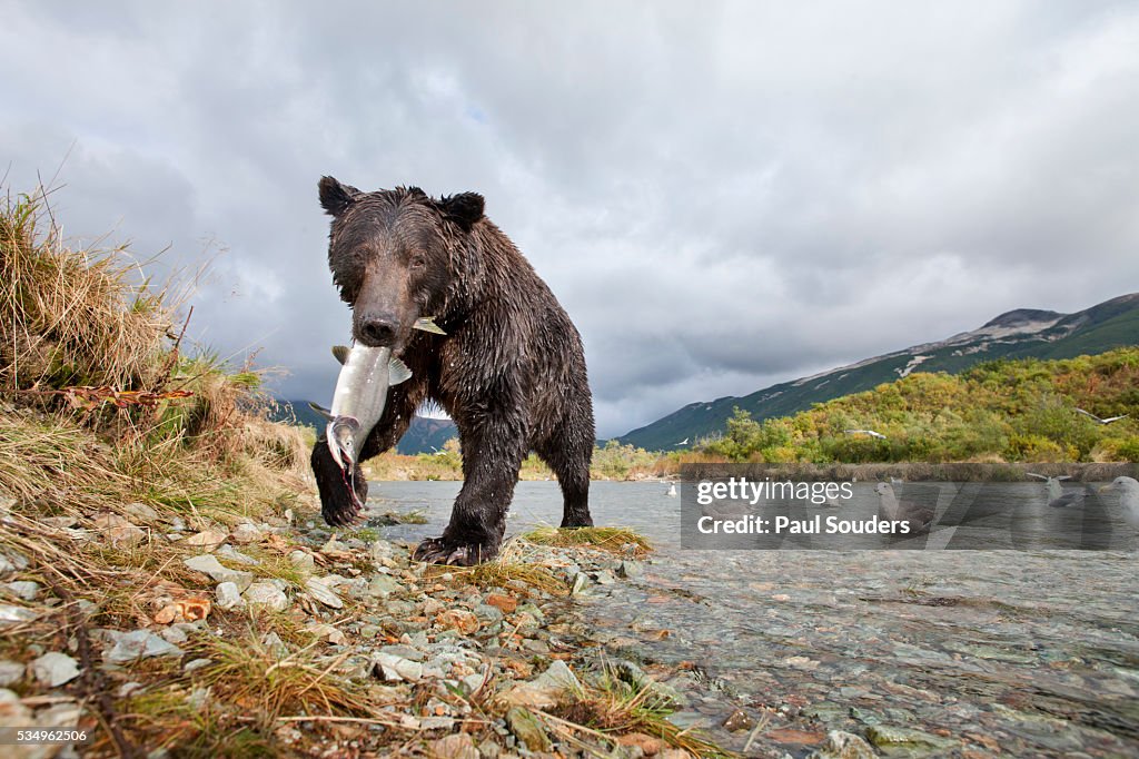 Brown Bear, Katmai National Park, Alaska