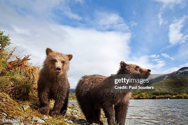 brown bear, katmai national park, alaska - blue bear 個照片及圖片檔