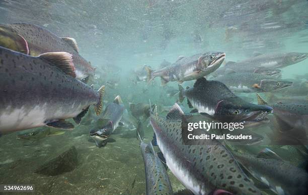 spawning salmon, katmai national park, alaska - wild swimming stock pictures, royalty-free photos & images