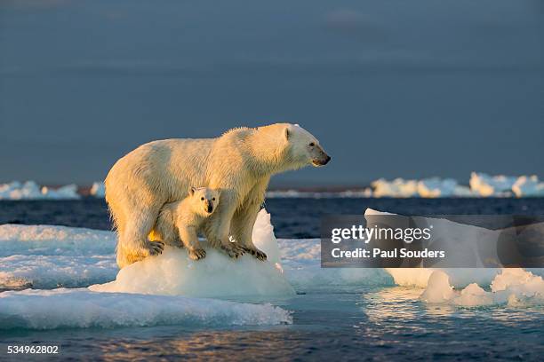 polar bear with young cub on sea ice, repulse bay, nunavut, canada - ice berg stock pictures, royalty-free photos & images