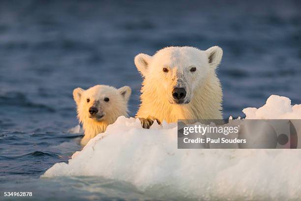 polar bear and cub swimming by sea ice, repulse bay, nunavut, canada - espèces en danger photos et images de collection