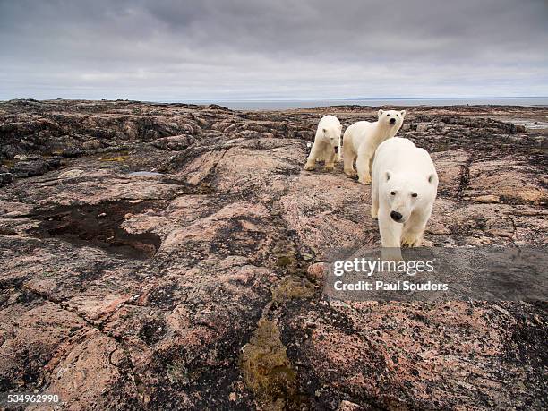 polar bear and cubs along repulse bay, nunavut, canada - polar bear fotografías e imágenes de stock