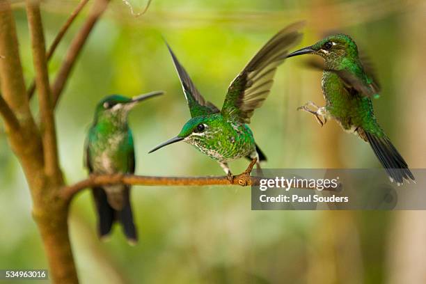 hummingbirds, costa rica - foresta pluviale di monteverde foto e immagini stock