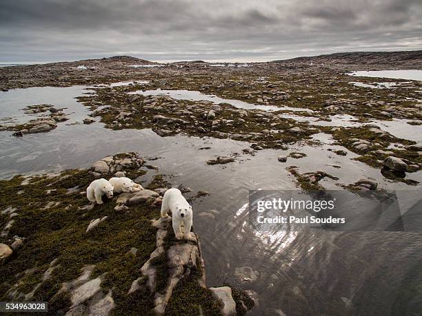 polar bear and cubs along repulse bay, nunavut, canada - hudson bay stock-fotos und bilder