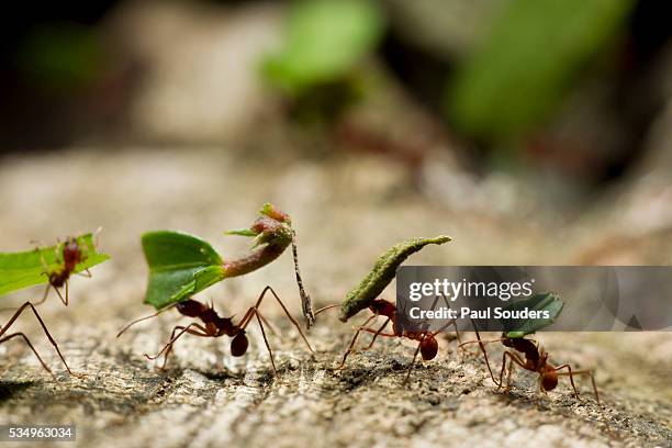 leafcutter ants, costa rica - ant stock pictures, royalty-free photos & images