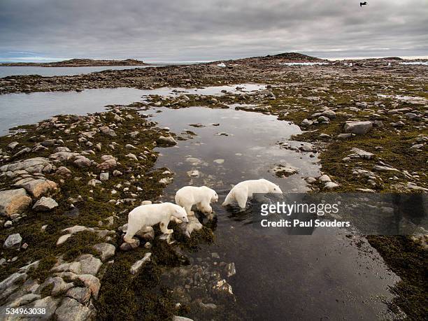 Polar Bear and Cubs along Repulse Bay, Nunavut, Canada